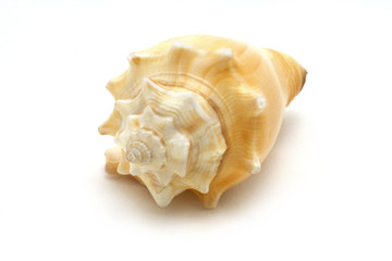 Shell on white background