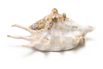 Shell on white background