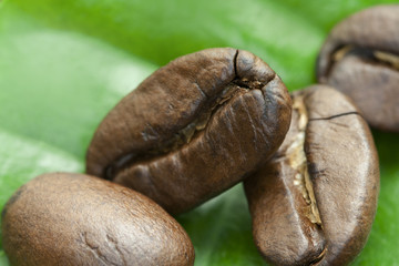 coffee beans on a coffee leaf, close-up photo