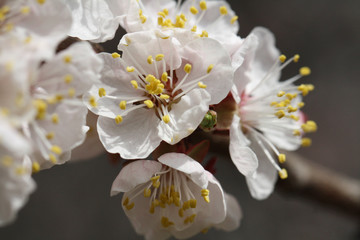 Spring, apricot-tree flowers bloom on the branches, macro photography in nature.