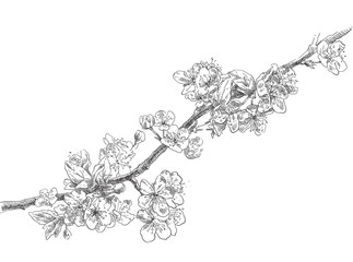 Hand drawing apple flower blossom