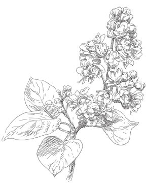 Hand drawing lilac flower blossom