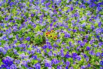 Be different! Pansies and violets on a flowerbed.
