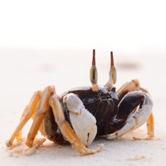 crab on beach