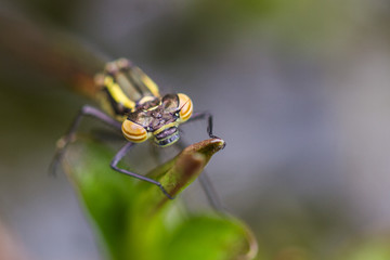 Large Red Damselfly
