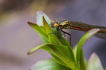 Large Red Damselfly