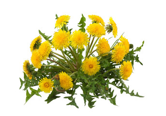 Dandelion isolated on white background