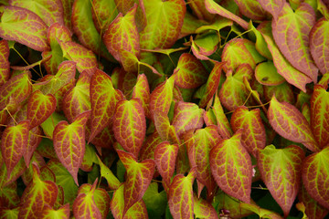 Epimedium leaves