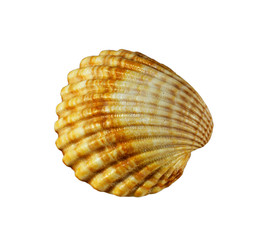 Scallops shell  on white background
