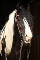 Gorgeous irish cob stallion on black background