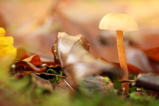 petit champignon, coprin