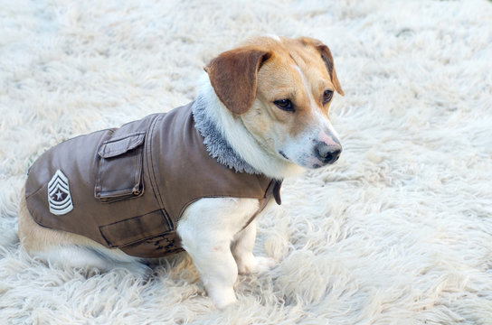 Dog Jacket