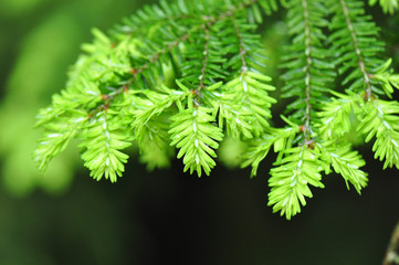 Hemlock Tree Leaf Detail