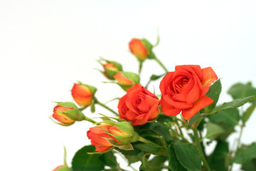 bunch of roses orange color