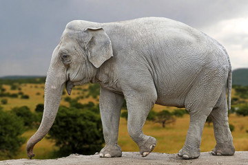 Fototapeta premium Asiatic elephant (Elephas maximus)