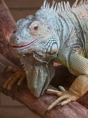 iguane
