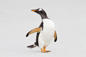 Obraz premium Gentoo penguin, Falkland Islands