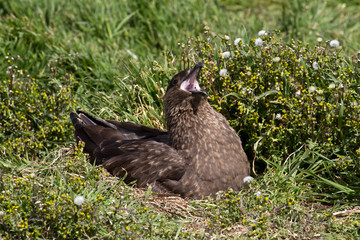 Brown Skua is nesting