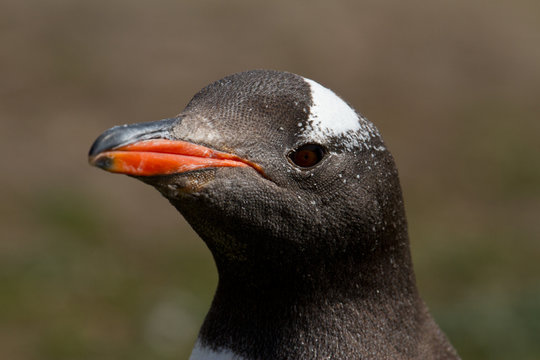 Gentoo penguin head closeup