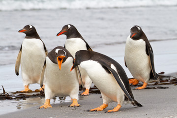 Gentoo Penguins are fighting - obrazy, fototapety, plakaty