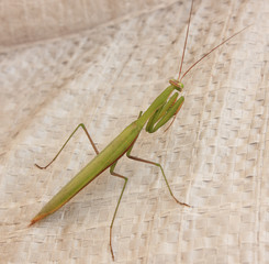 A Praying Mantis
