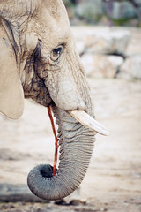 Profil d'éléphant