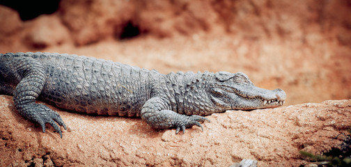 Crocodile du Nil allongé