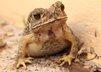 Toad thai