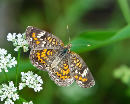 Phaon Crescent butterfly (Phyciodes phaon)