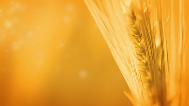 Spike and an orange background