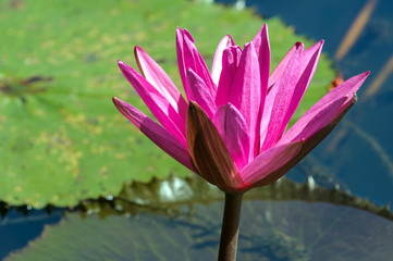 Lotus Plant on Water