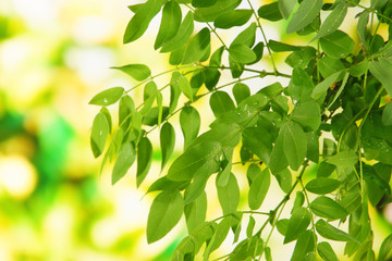 Fototapeta na wymiar Green leaves on bright background