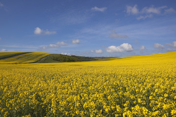 Obraz premium golden canola