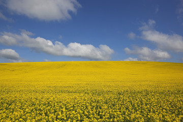 Fototapeta premium golden canola field