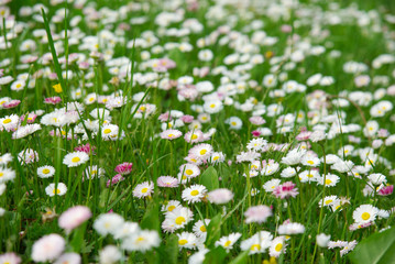 Dense daisy flower background