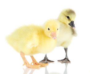 Little ducklings isolated on white