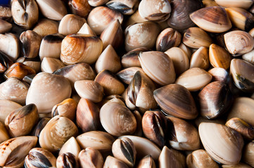 The group of Venus shell