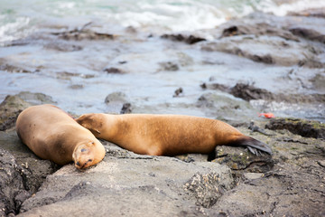 Fototapeta premium Sea lions