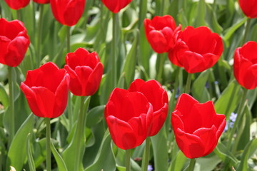 Fototapeta premium Tulips in Spring