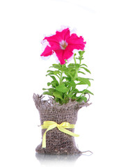 Pink petunia in pot isolated on white