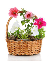 Petunias in pots in the basket isolated on white