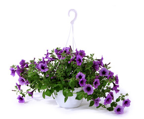 Purple petunia in flowerpot isolated on white