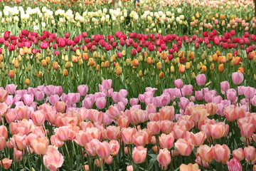 Tulips in Spring