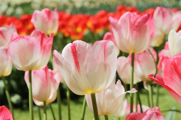 Tulips in Spring