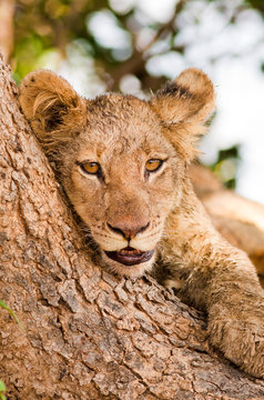 Lion Cub