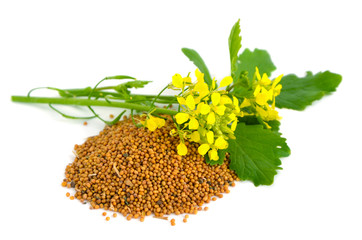 Mustard flowers and seed.