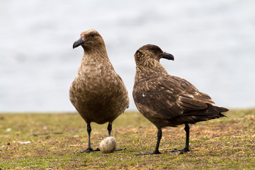Brown Skuas