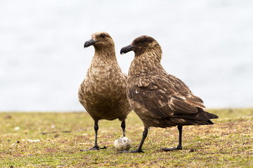 Brown Skuas