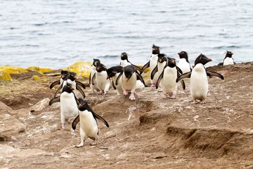Selbstklebende Fototapete Pinguin Rockhopper Penguins walking uphill