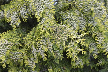 Fototapeta premium Green Cones on Thuja Branch